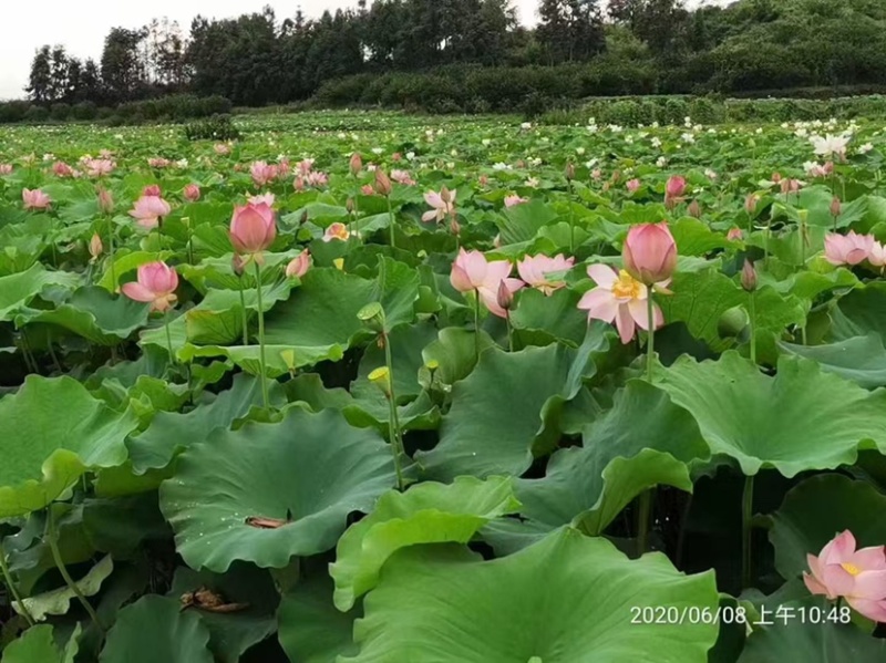 荷花苗，可批发，可零售，量大可议价，保质保量，会员全国联系