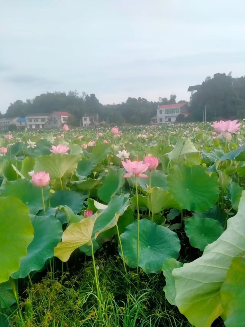 荷花苗，可批发，可零售，量大可议价，保质保量，会员全国联系