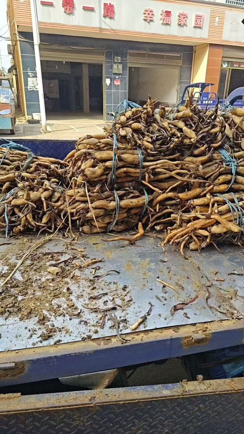 荷花苗，可批发，可零售，量大可议价，保质保量，会员全国联系