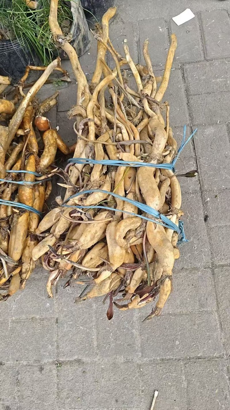 荷花苗，可批发，可零售，量大可议价，保质保量，会员全国联系