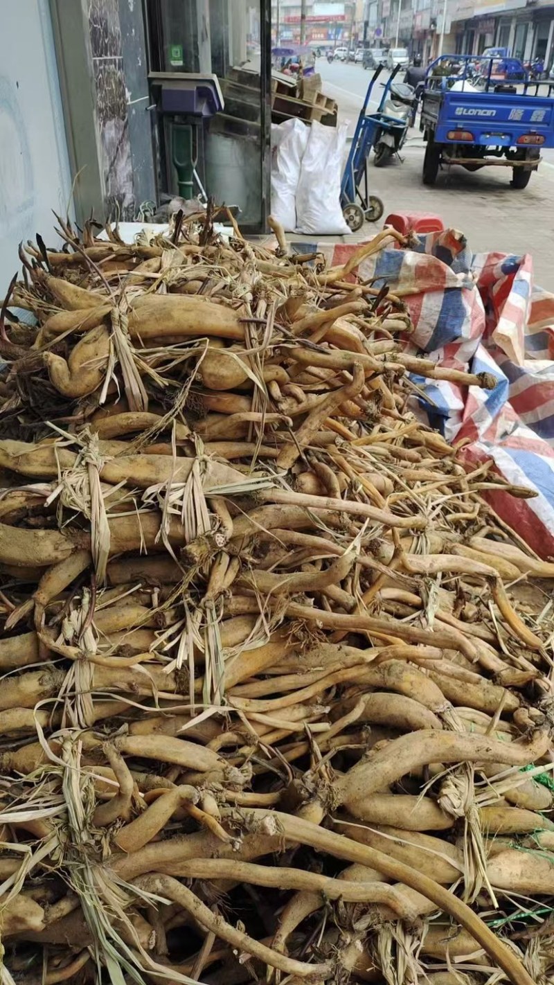 荷花苗，可批发，可零售，量大可议价，保质保量，会员全国联系