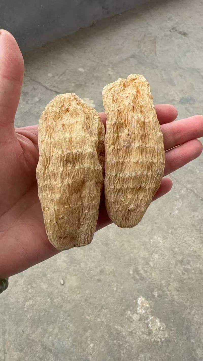 [质量好无硫全干天麻批发]颜色漂亮全干货天麻片也有货