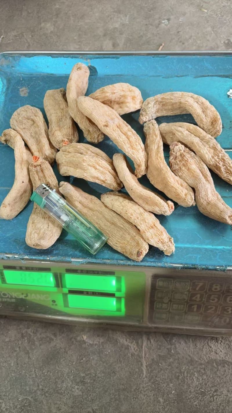 [质量好无硫全干天麻批发]颜色漂亮全干货天麻片也有货