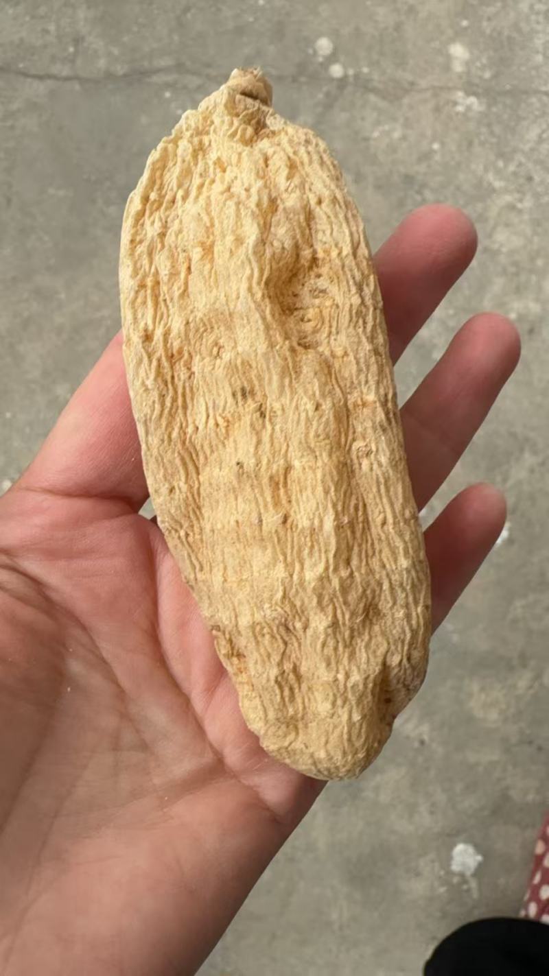 [质量好无硫全干天麻批发]颜色漂亮全干货天麻片也有货