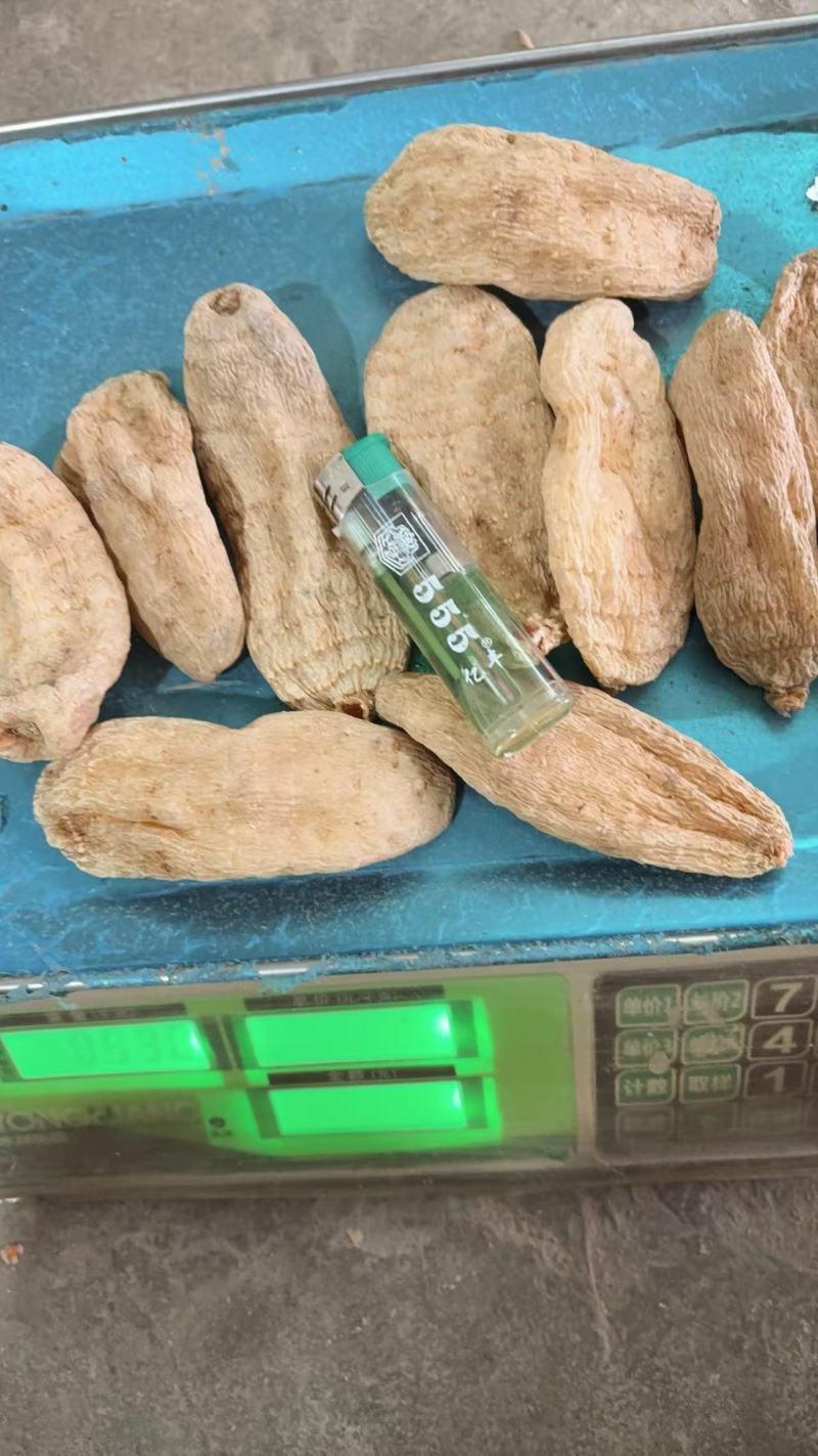 [质量好无硫全干天麻批发]颜色漂亮全干货天麻片也有货