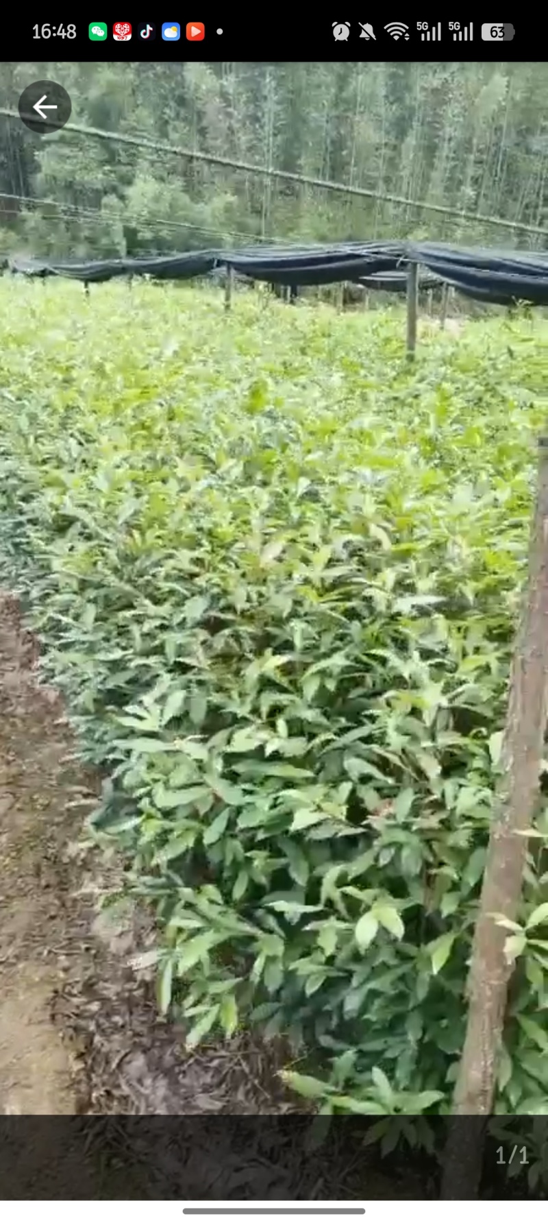 木荷，产地直发，支持视频看货，货源充足，欢迎来购