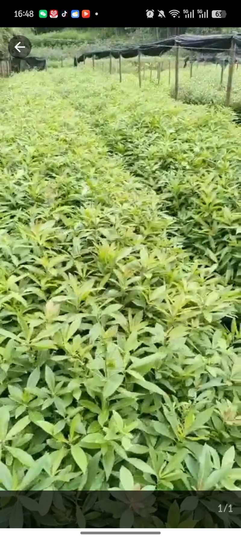 木荷，产地直发，支持视频看货，货源充足，欢迎来购