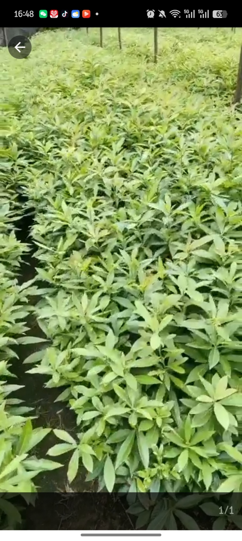 木荷，产地直发，支持视频看货，货源充足，欢迎来购