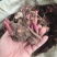 精品白芍芽头