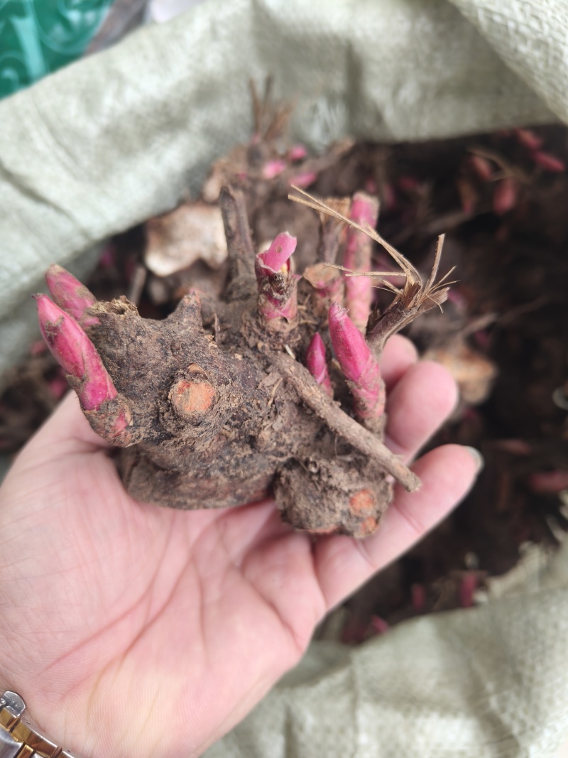 精品白芍芽头