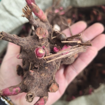 精品白芍芽头