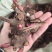 精品白芍芽头