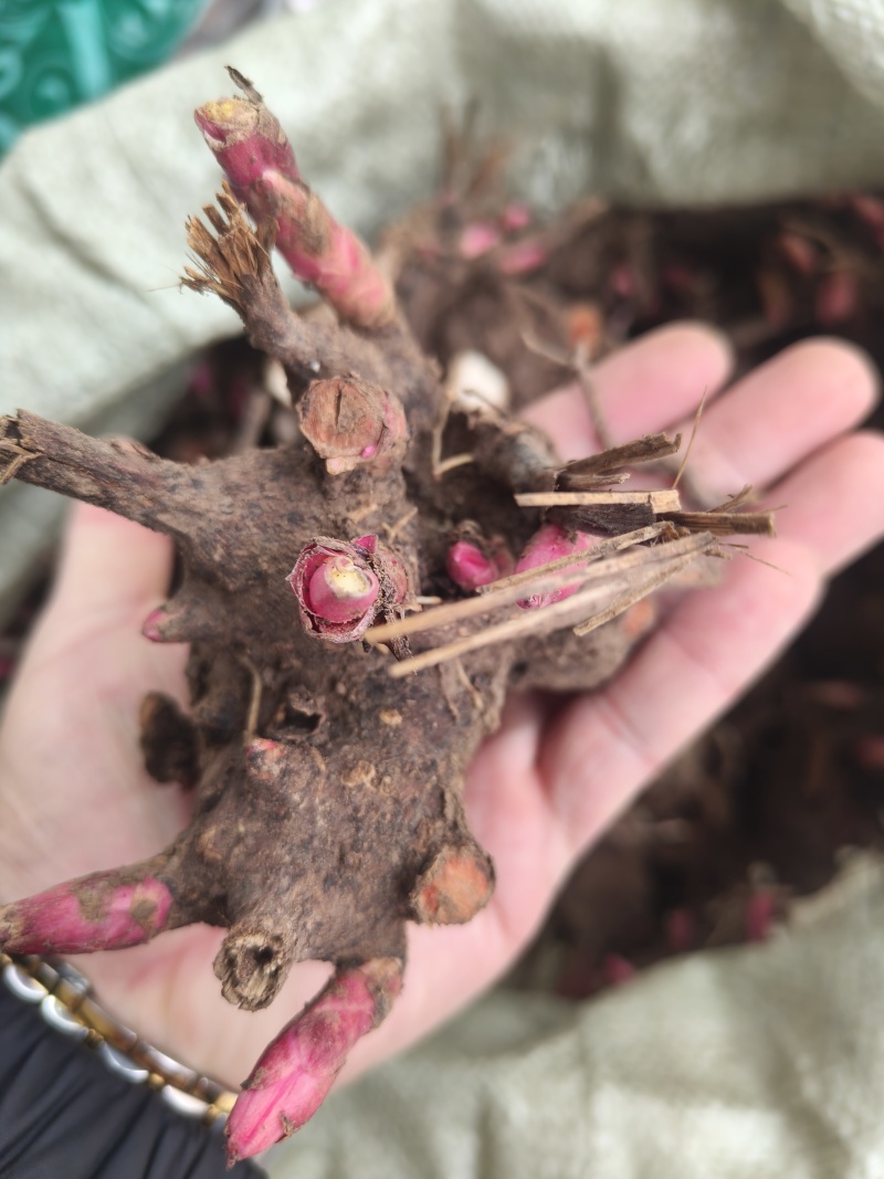 精品白芍芽头