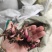 精品白芍芽头