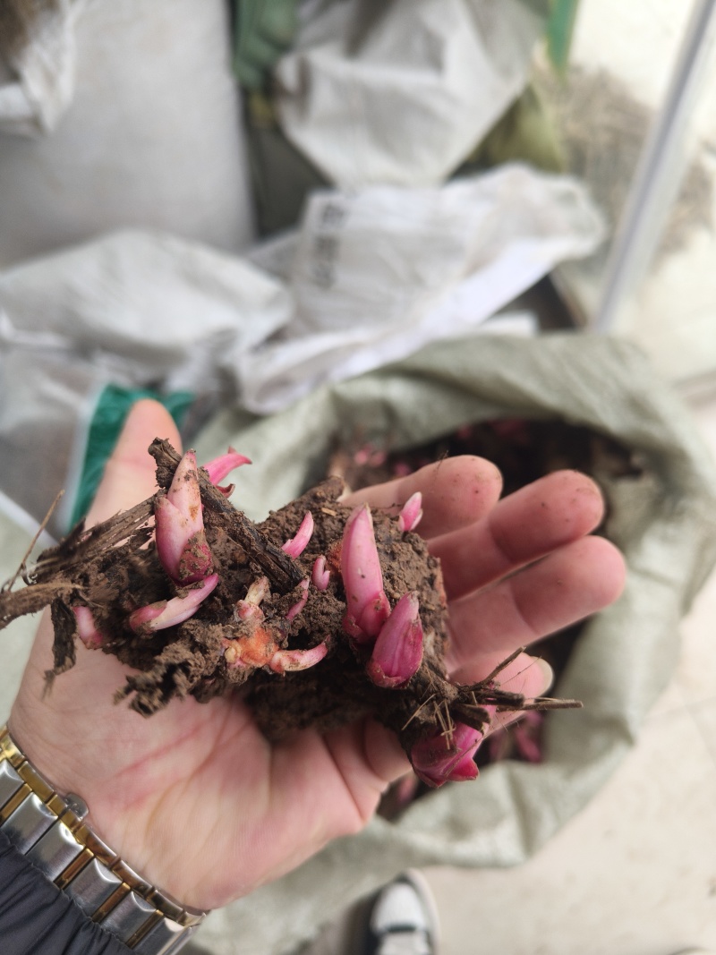 精品白芍芽头