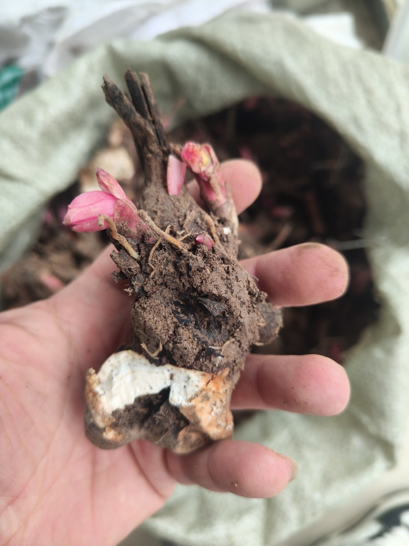 精品白芍芽头