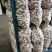 大蒜大量有货基地直供品质优可视频看货热卖中