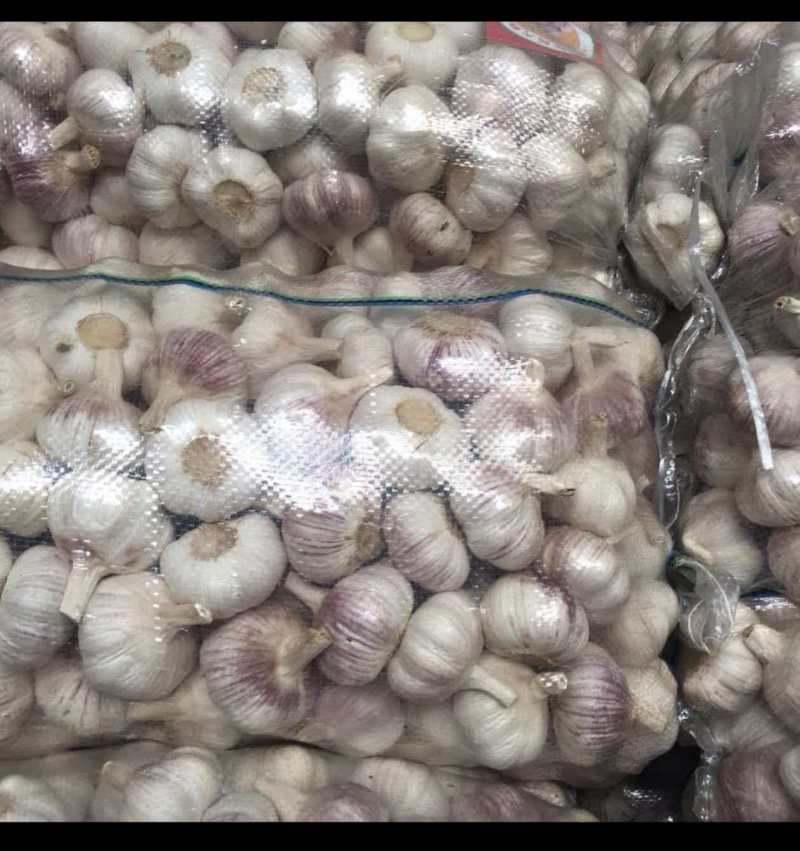 大蒜大量有货基地直供品质优可视频看货热卖中