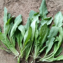 出售大棚荠荠菜