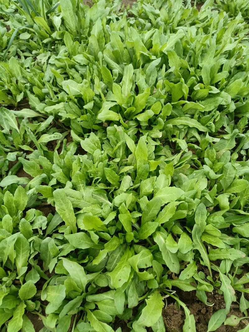 出售大棚荠荠菜