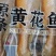 小黄鱼支持批发零售货源充足价格平稳欢迎大家咨询