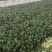 菠菜