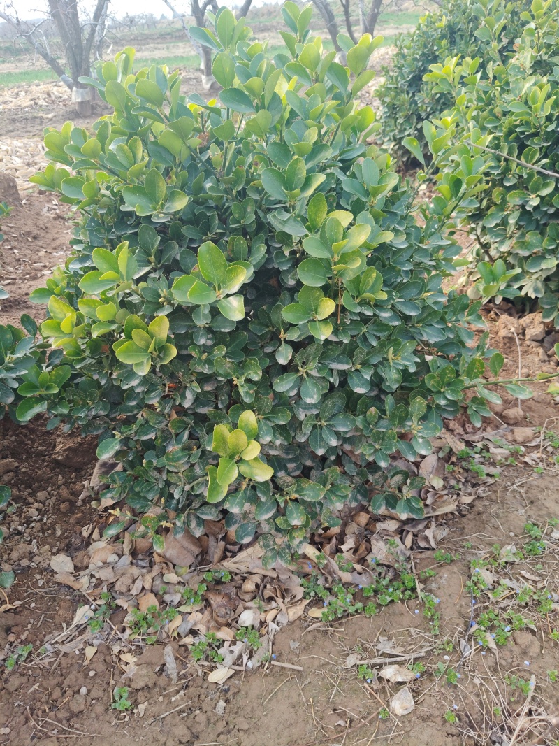 冬青球量大需要联系