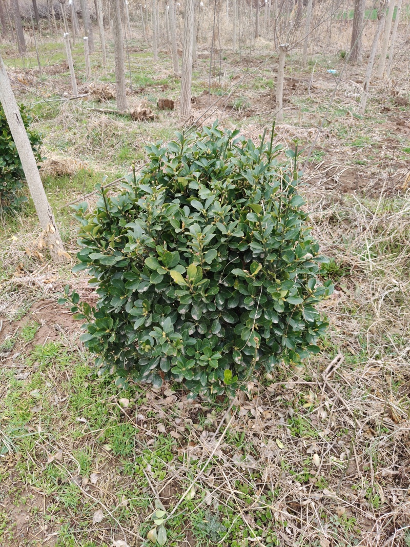 冬青球量大需要联系