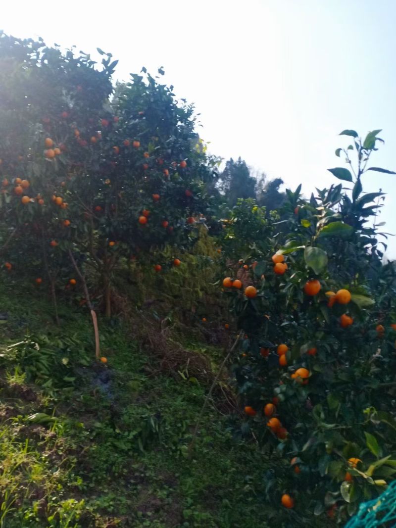 沃柑