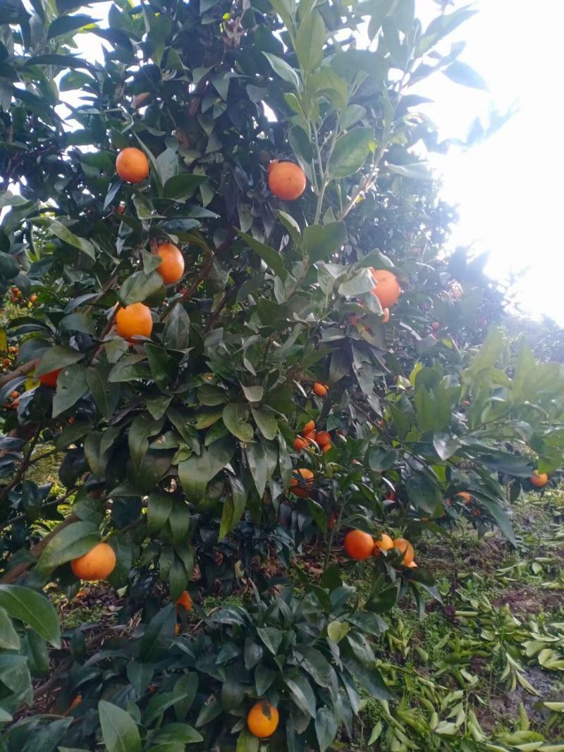 沃柑