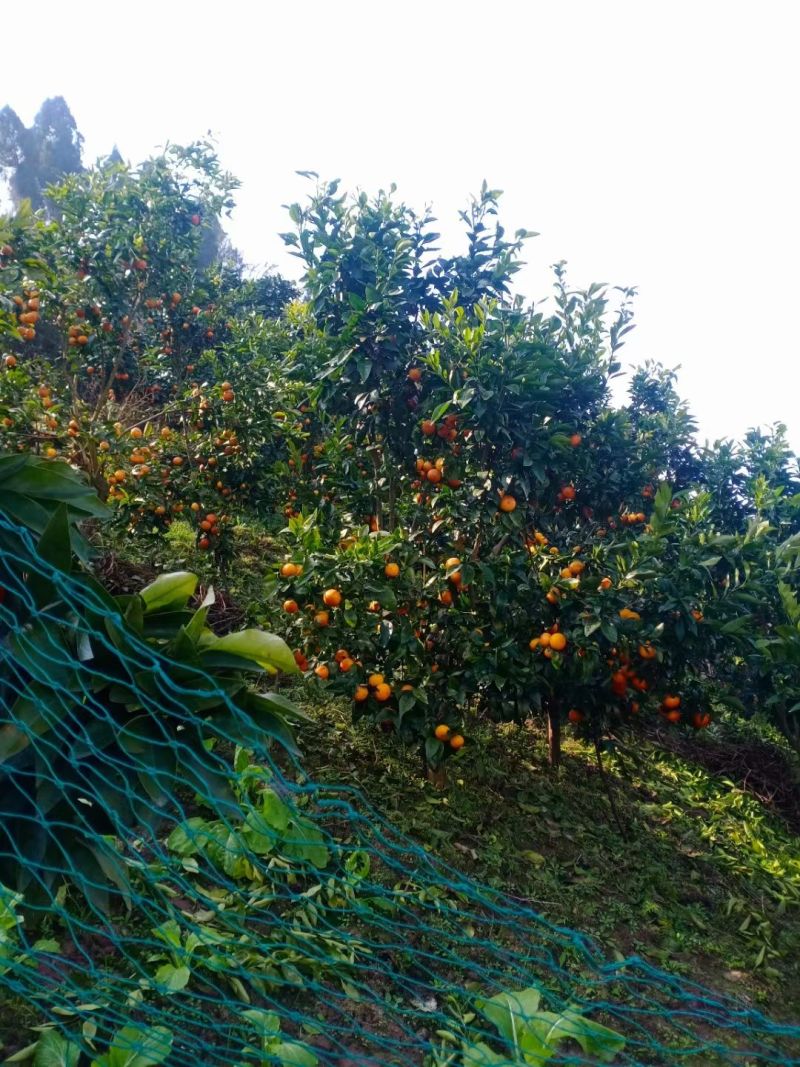 沃柑