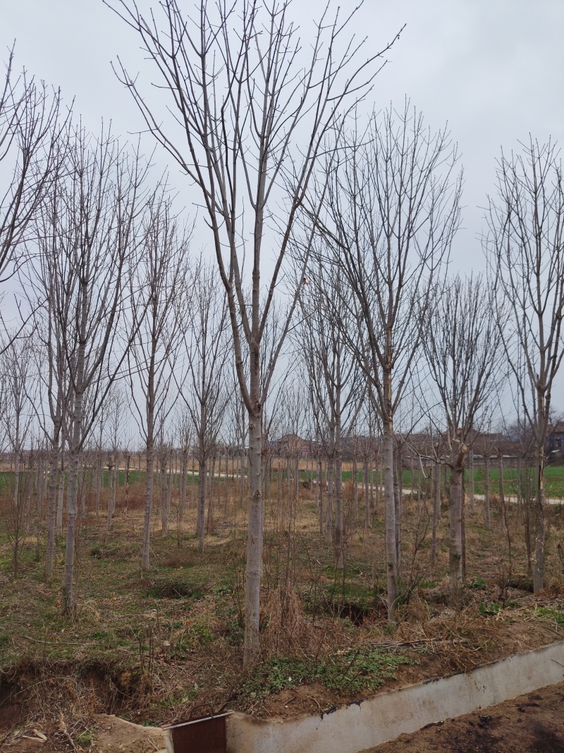 七叶树8至10公分