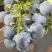 蓝莓！L25-L11-42-F6