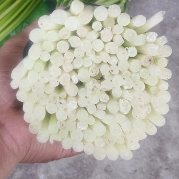 汉源蒜苔大上市了，鲜，嫩，需联
