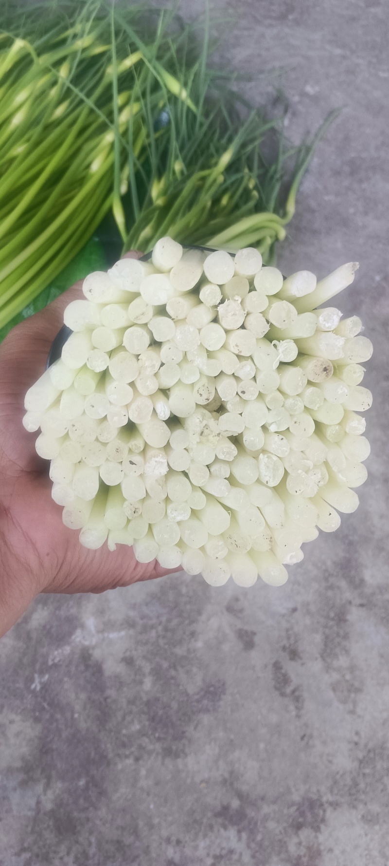 汉源蒜苔大上市了，鲜，嫩，需联