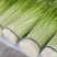 汉源蒜苔大上市了，鲜，嫩，需联