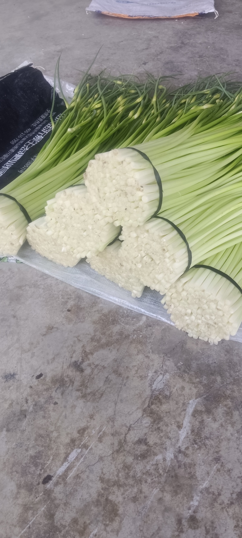 汉源蒜苔大上市了，鲜，嫩，需联
