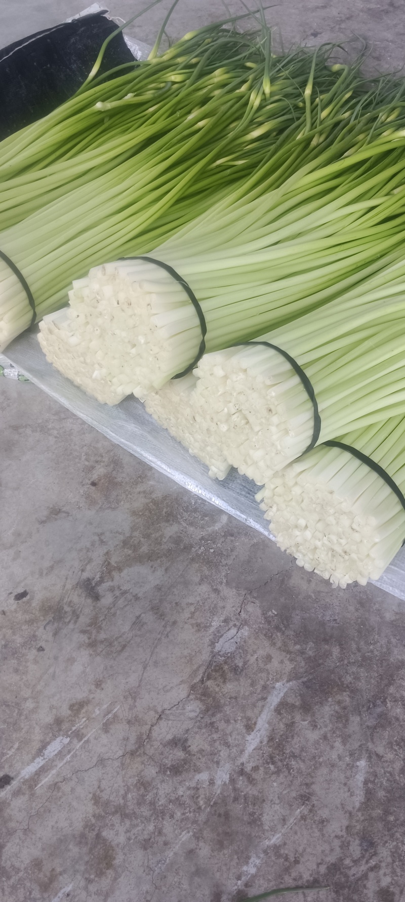 汉源蒜苔大上市了，鲜，嫩，需联