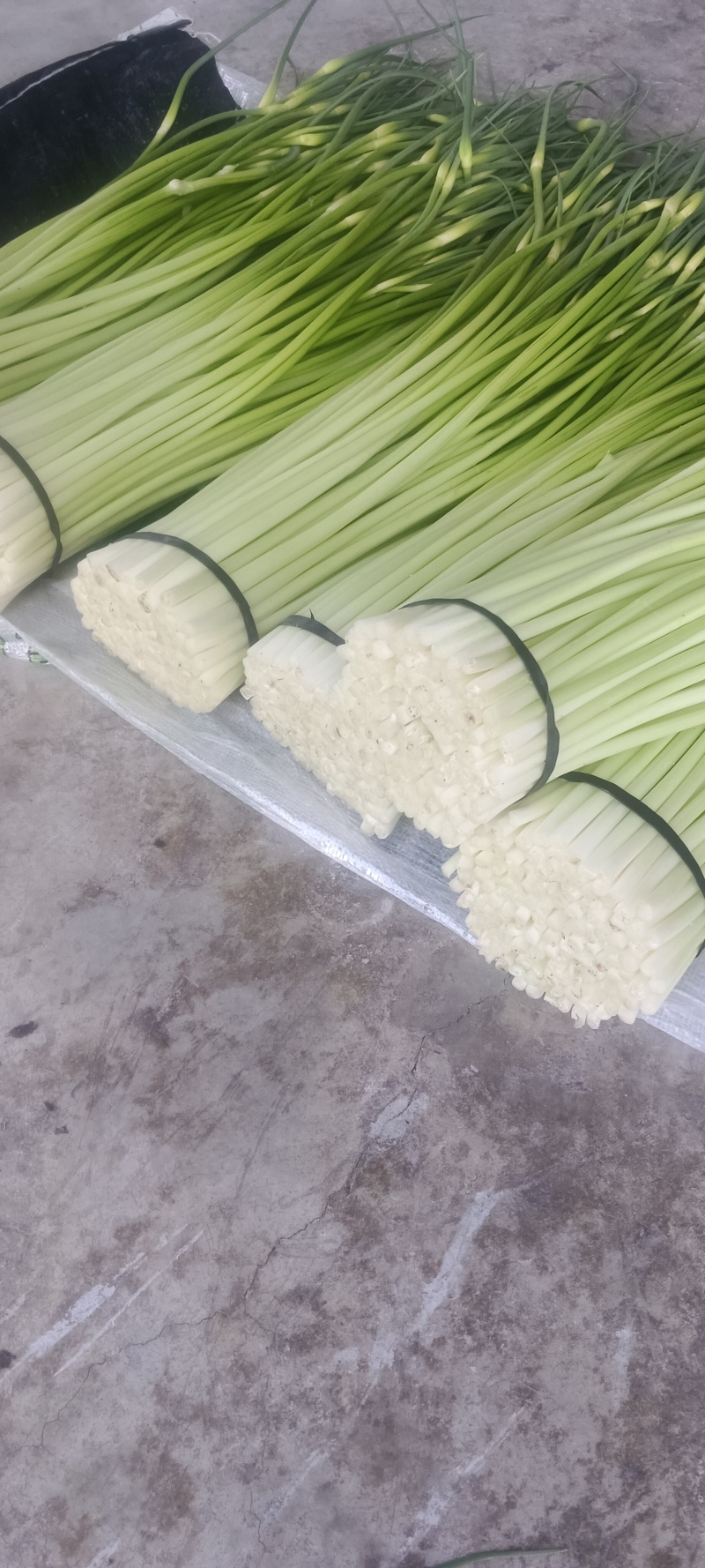 汉源蒜苔大上市了，鲜，嫩，需联
