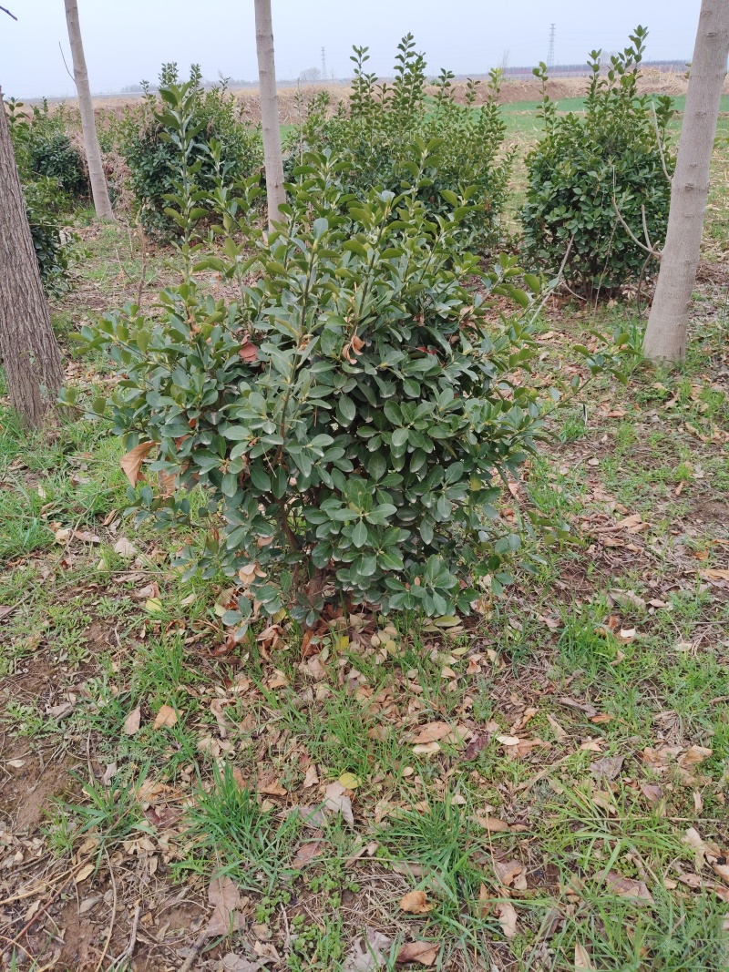 冬青毛球需要联系