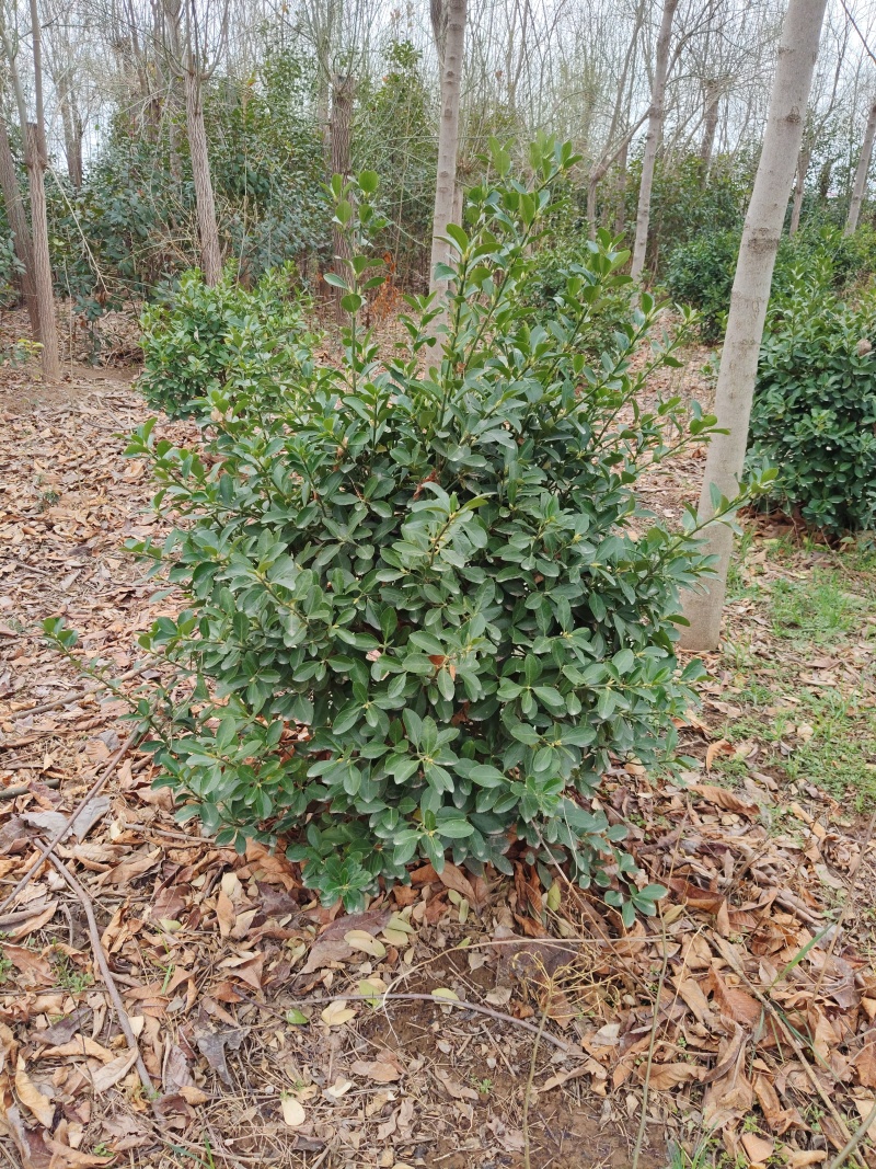 冬青毛球需要联系