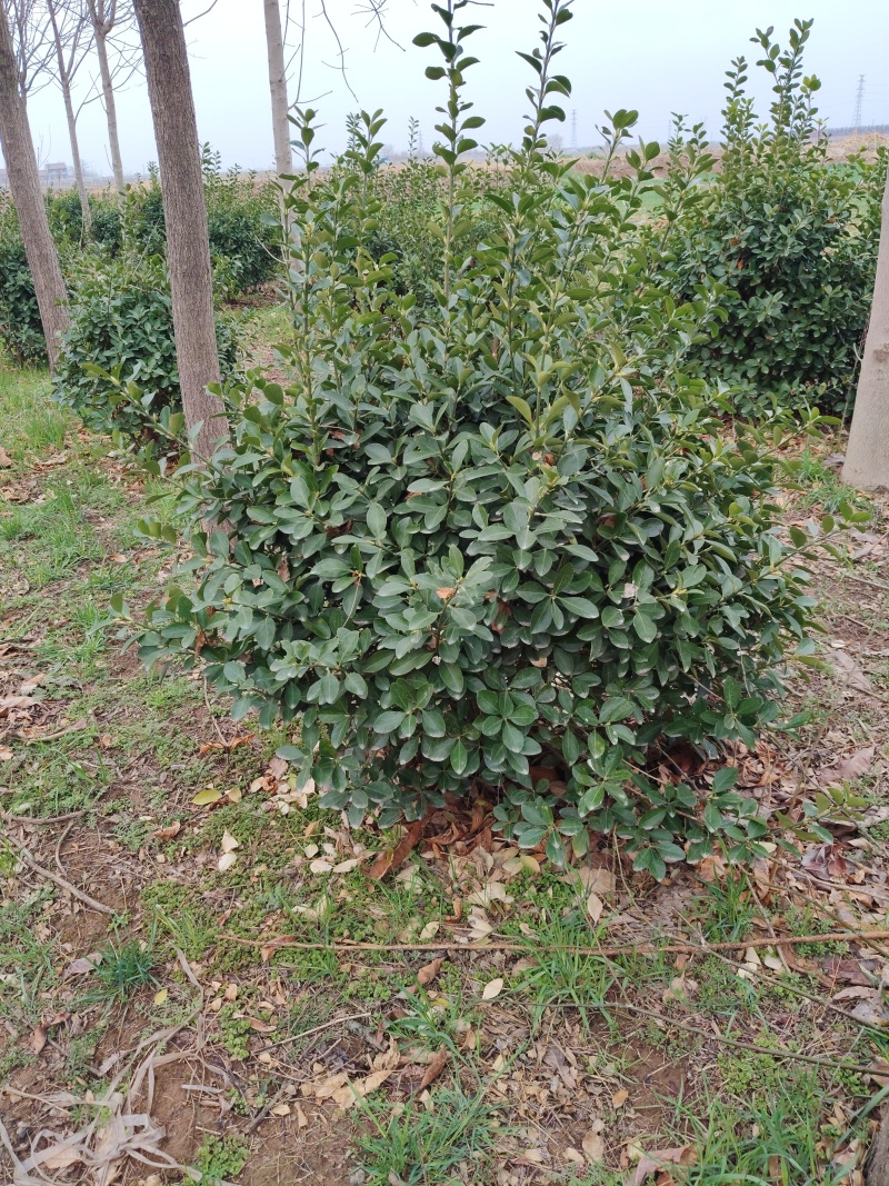 冬青毛球需要联系