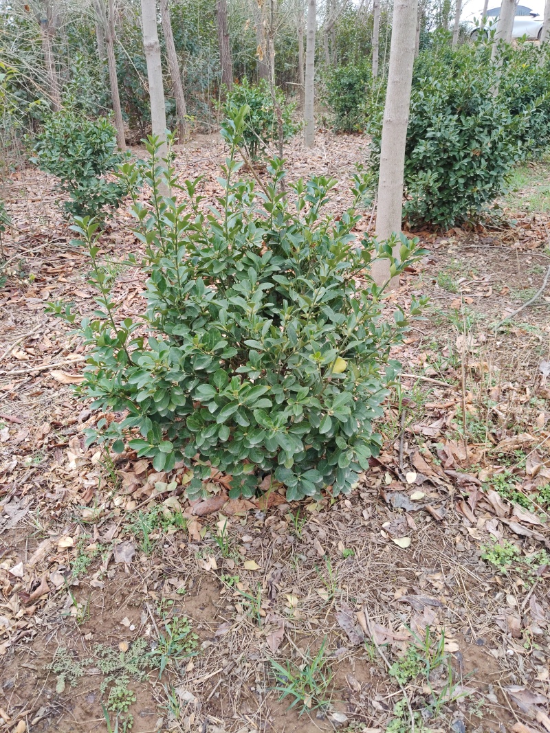 冬青毛球需要联系