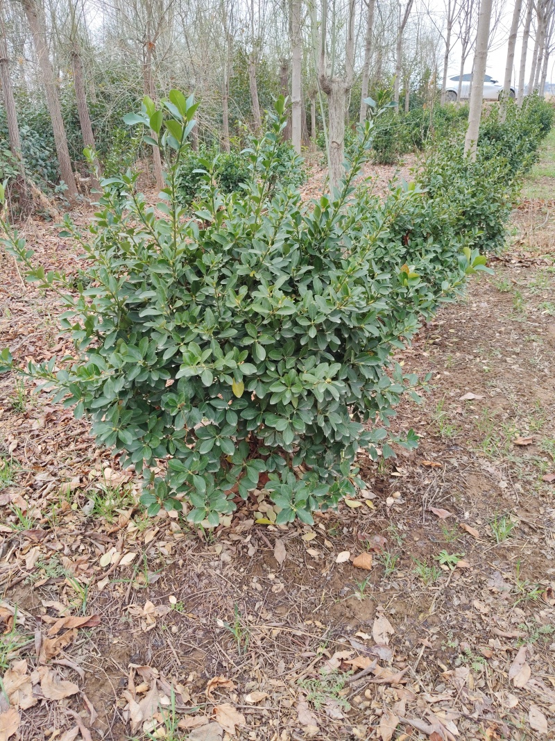 冬青毛球需要联系