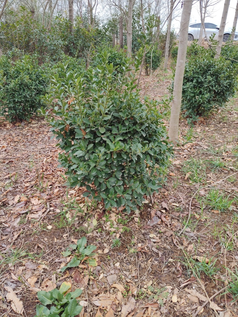 冬青毛球需要联系