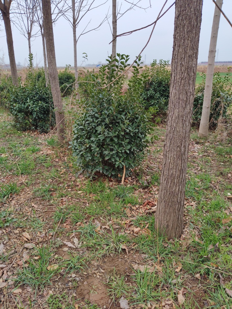 冬青毛球需要联系