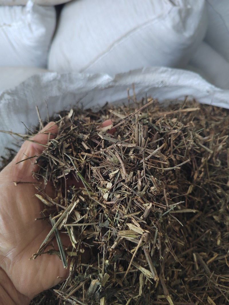穿心莲，产地直发，支持视频看货，货源充足