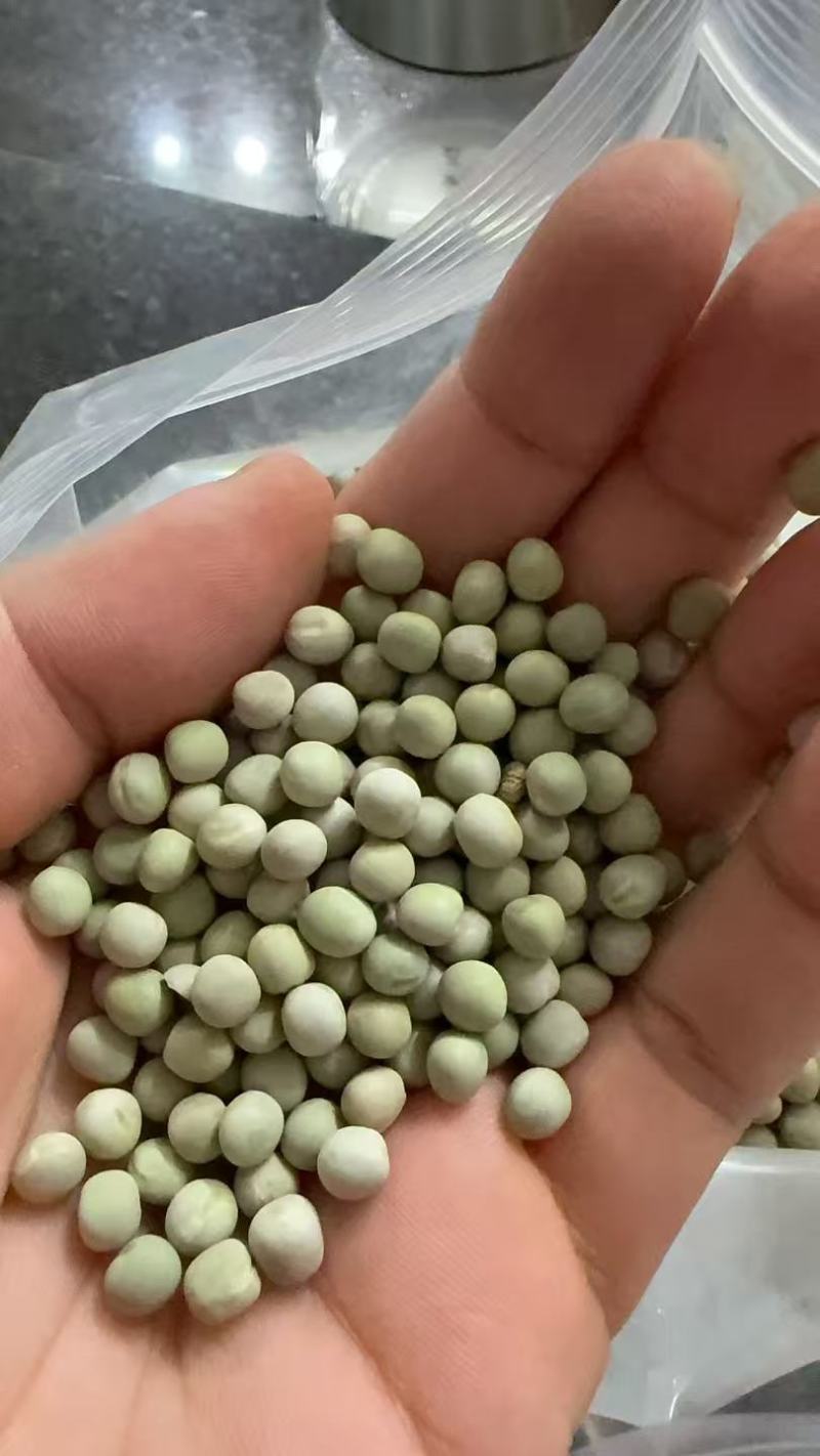 加拿大青豆绿豌豆青豌豆泡水罐头油炸