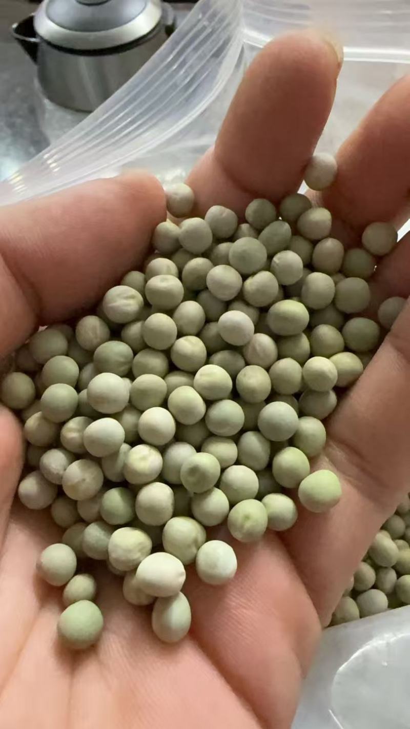 加拿大青豆绿豌豆青豌豆泡水罐头油炸