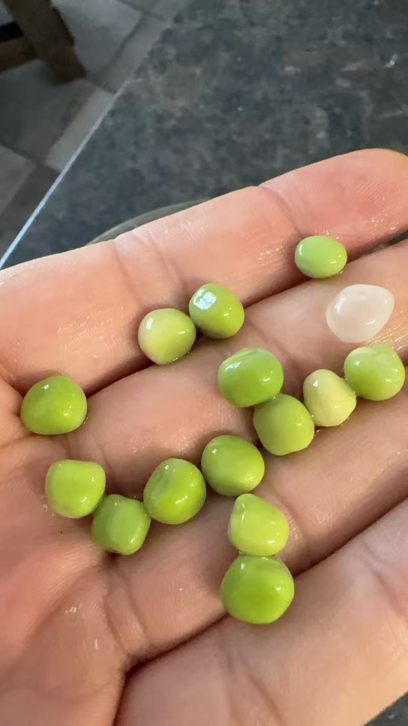 加拿大青豆绿豌豆青豌豆泡水罐头油炸